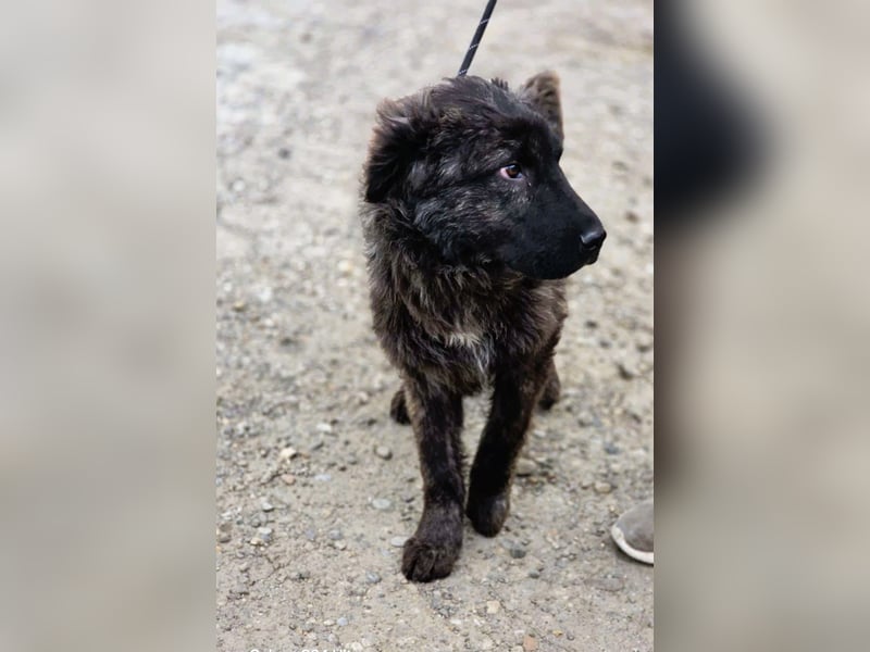 Wunderschön gestromtes Hundekind *Yanu* sucht sein Zuhause für immer