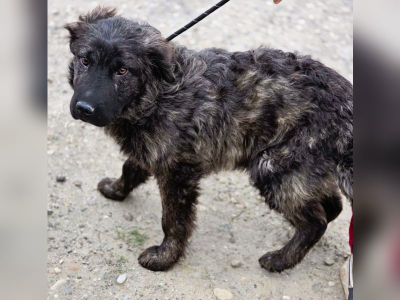 Wunderschön gestromtes Hundekind *Yanu* sucht sein Zuhause für immer