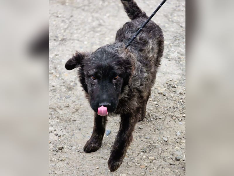 Wunderschön gestromtes Hundekind *Yanu* sucht sein Zuhause für immer
