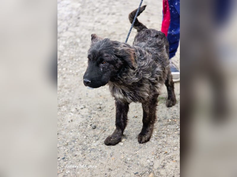 Wunderschön gestromtes Hundekind *Yanu* sucht sein Zuhause für immer