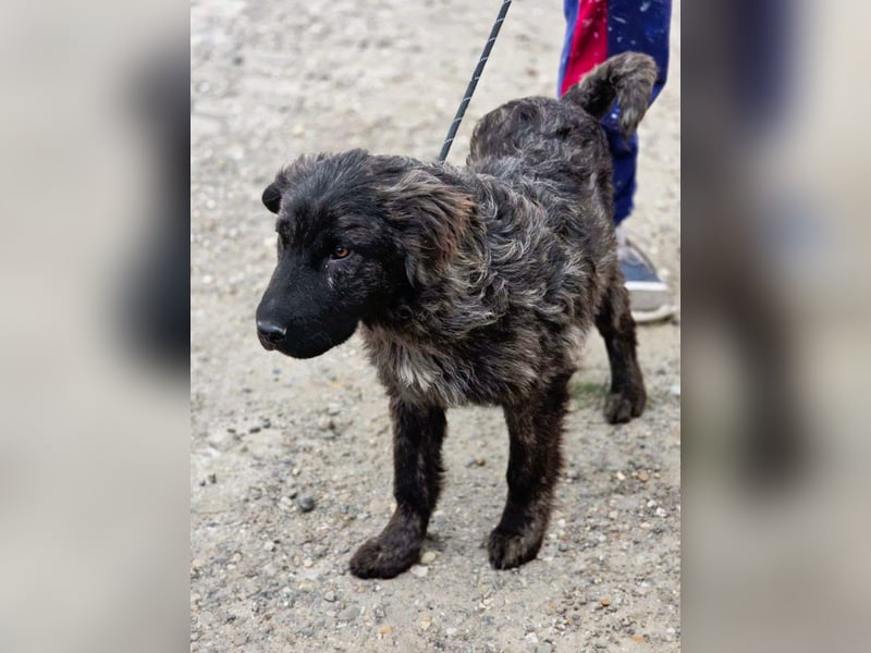 Wunderschön gestromtes Hundekind *Yanu* sucht sein Zuhause für immer