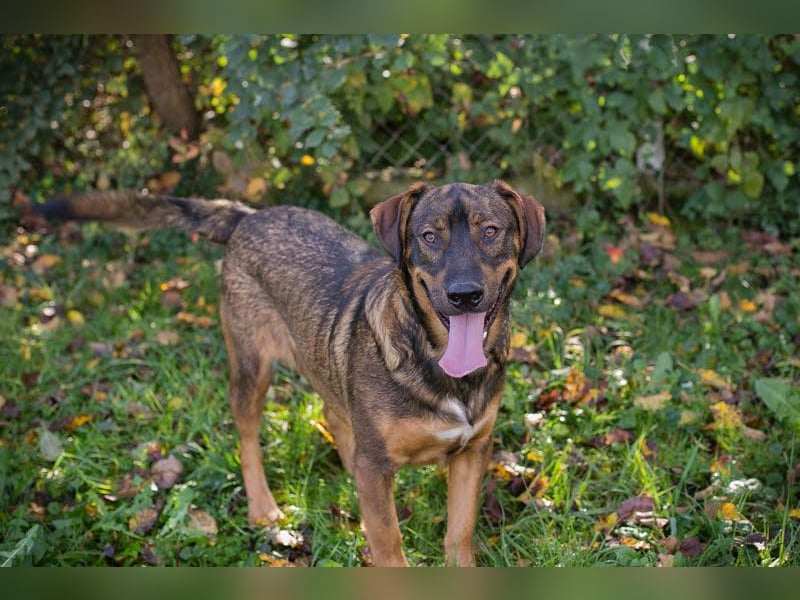 FREDDY - der liebe Rüde mag Menschen und Artgenossen sehr und liebt es, Ball zu spielen
