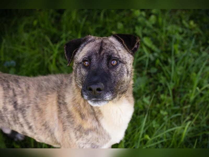 WILSON - der ruhige und bedächtige Senior liebt Ausflüge und träumt von einer eigenen Familie