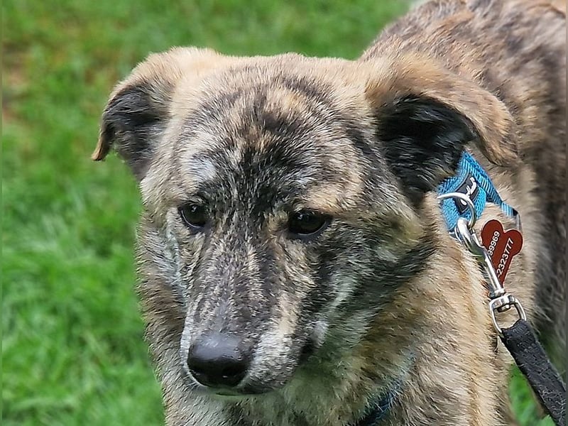 ♥LINO♥ neu auf Pflegestelle bei Köln - wunderschöner, gestromter, verspielter Junior 50 cm