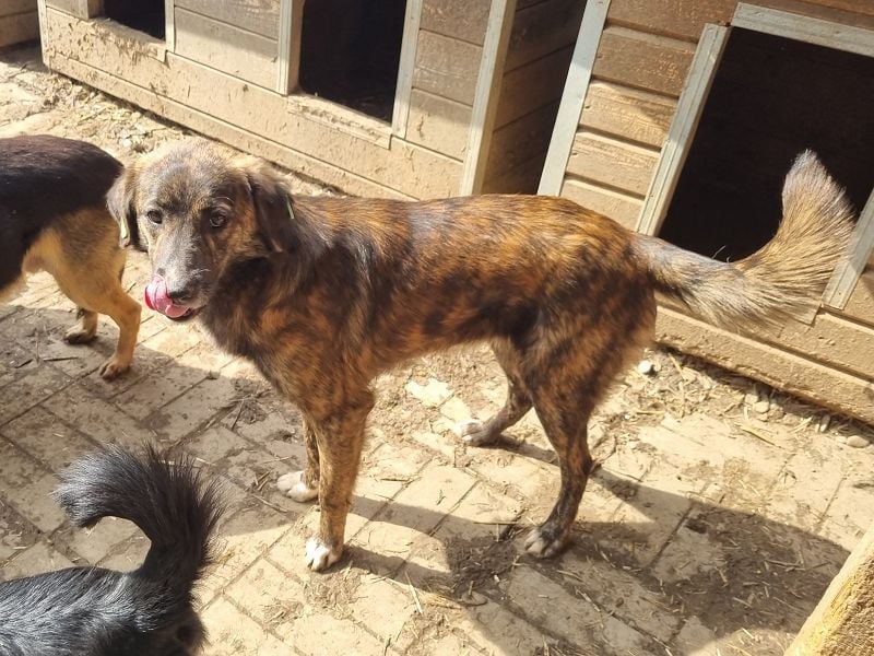 ♥RUSTY♥ unfassbar verschmuster und kuschelbedürftiger, wunderschöner, gestromter Junghund 49 cm