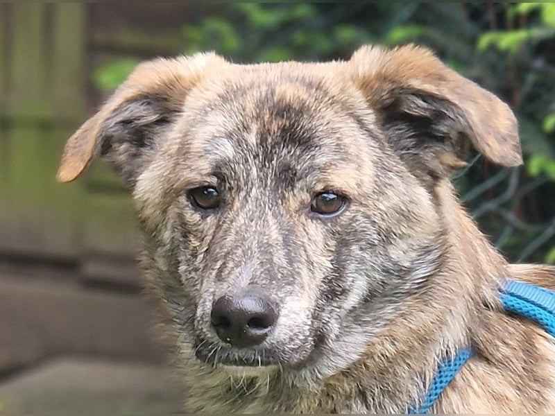 ♥LINO♥ neu auf Pflegestelle bei Köln - wunderschöner, gestromter, verspielter Junior 50 cm