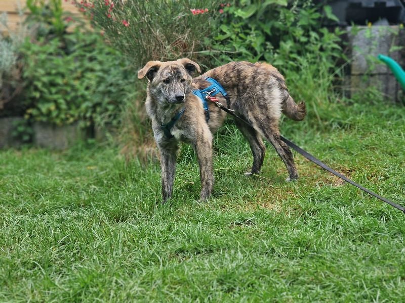 ♥LINO♥ neu auf Pflegestelle bei Köln - wunderschöner, gestromter, verspielter Junior 50 cm