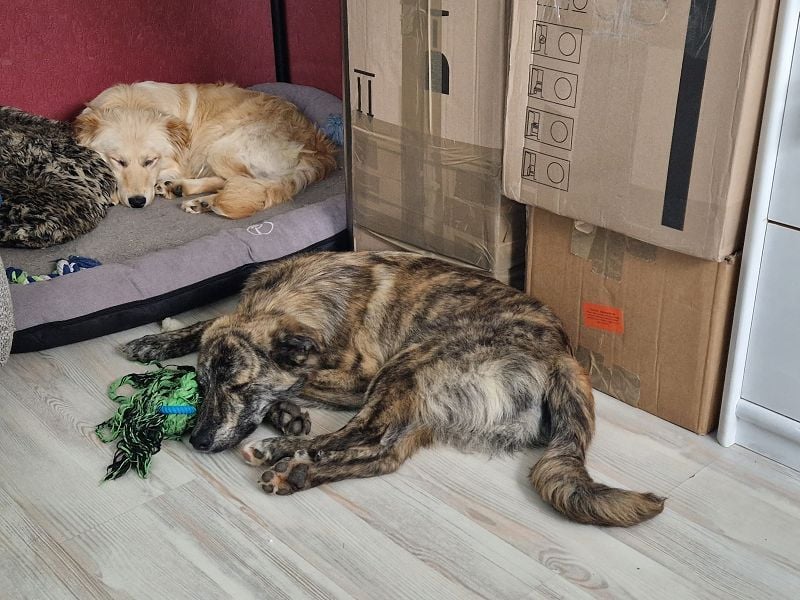 ♥LINO♥ neu auf Pflegestelle bei Köln - wunderschöner, gestromter, verspielter Junior 50 cm