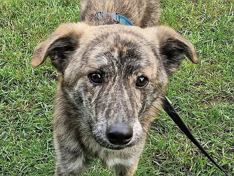 ♥LINO♥ neu auf Pflegestelle bei Köln - wunderschöner, gestromter, verspielter Junior 50 cm