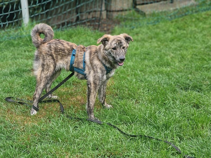 ♥LINO♥ neu auf Pflegestelle bei Köln - wunderschöner, gestromter, verspielter Junior 50 cm