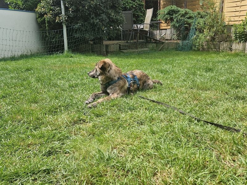 ♥LINO♥ neu auf Pflegestelle bei Köln - wunderschöner, gestromter, verspielter Junior 50 cm