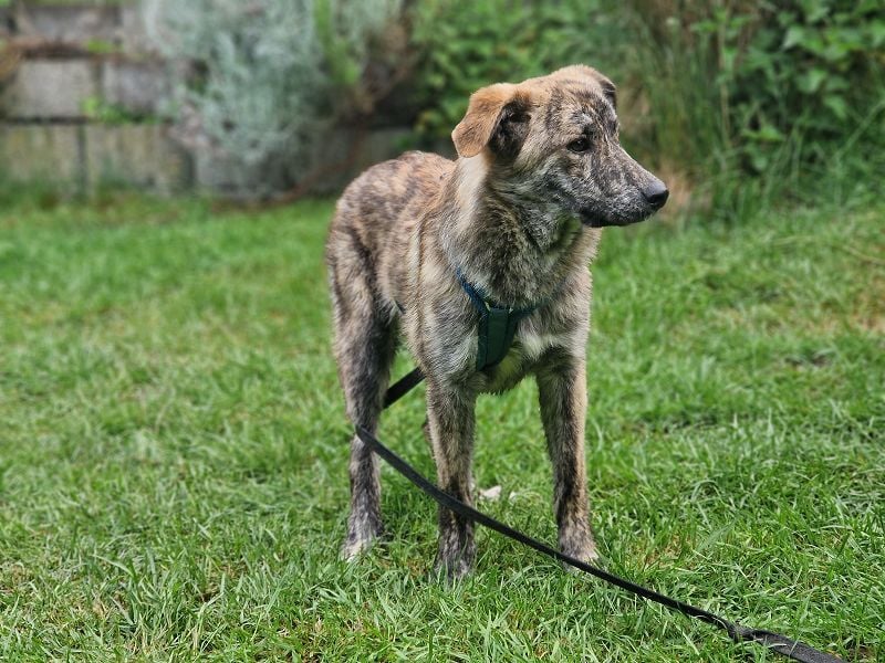 ♥LINO♥ neu auf Pflegestelle bei Köln - wunderschöner, gestromter, verspielter Junior 50 cm