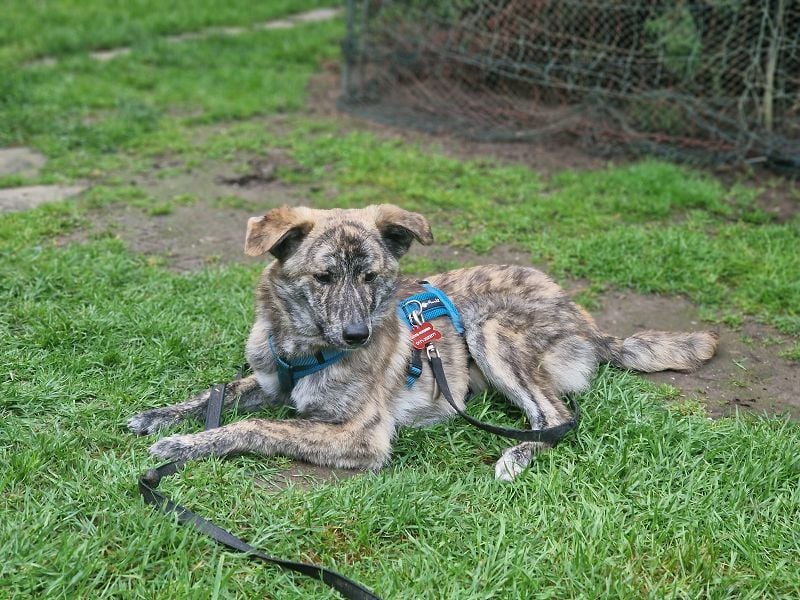 ♥LINO♥ neu auf Pflegestelle bei Köln - wunderschöner, gestromter, verspielter Junior 50 cm