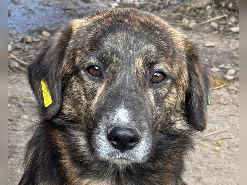 ♥RUSTY♥ unfassbar verschmuster und kuschelbedürftiger, wunderschöner, gestromter Junghund 49 cm