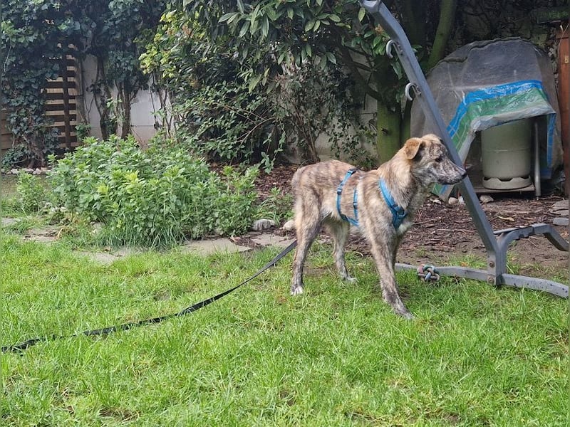 ♥LINO♥ neu auf Pflegestelle bei Köln - wunderschöner, gestromter, verspielter Junior 50 cm