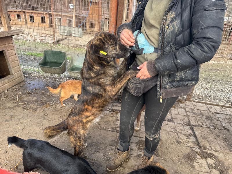 ♥RUSTY♥ unfassbar verschmuster und kuschelbedürftiger, wunderschöner, gestromter Junghund 49 cm