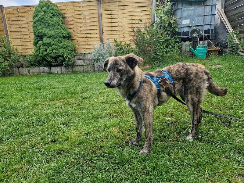 ♥LINO♥ neu auf Pflegestelle bei Köln - wunderschöner, gestromter, verspielter Junior 50 cm