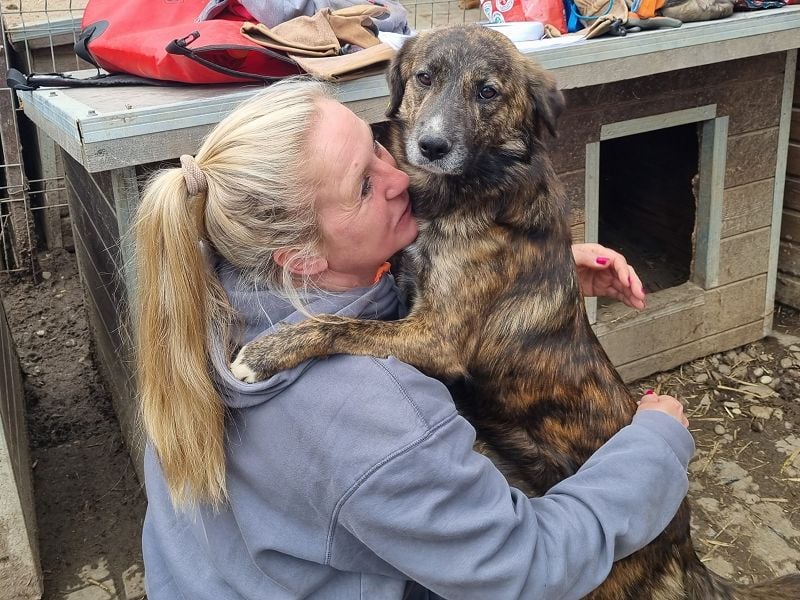 ♥RUSTY♥ unfassbar verschmuster und kuschelbedürftiger, wunderschöner, gestromter Junghund 49 cm