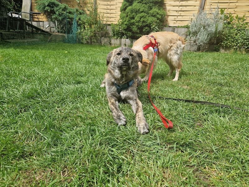 ♥LINO♥ neu auf Pflegestelle bei Köln - wunderschöner, gestromter, verspielter Junior 50 cm