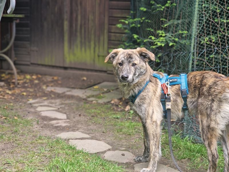 ♥LINO♥ neu auf Pflegestelle bei Köln - wunderschöner, gestromter, verspielter Junior 50 cm