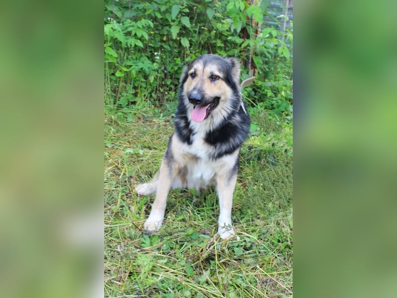 Balu❤️befindet sich derzeit auf einer Pflegestelle in 26817 Rhauderfehn