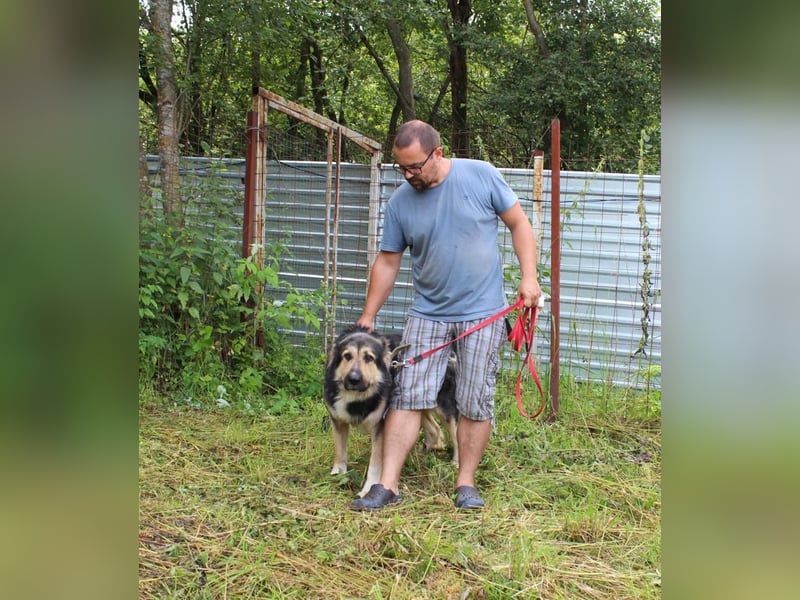 Balu❤️befindet sich derzeit auf einer Pflegestelle in 26817 Rhauderfehn