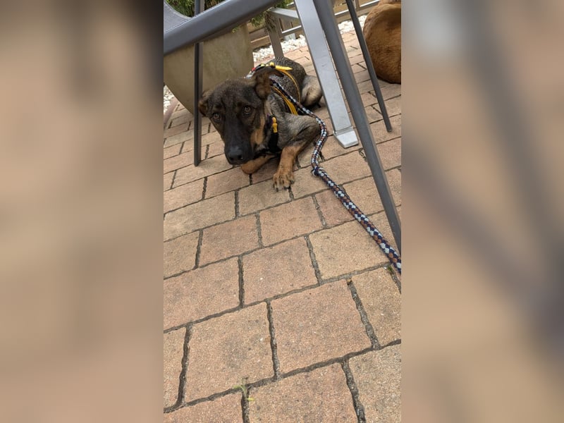 Buddy❤️ - sanfter Kerl mit dem großen Herz sucht seine Menschen