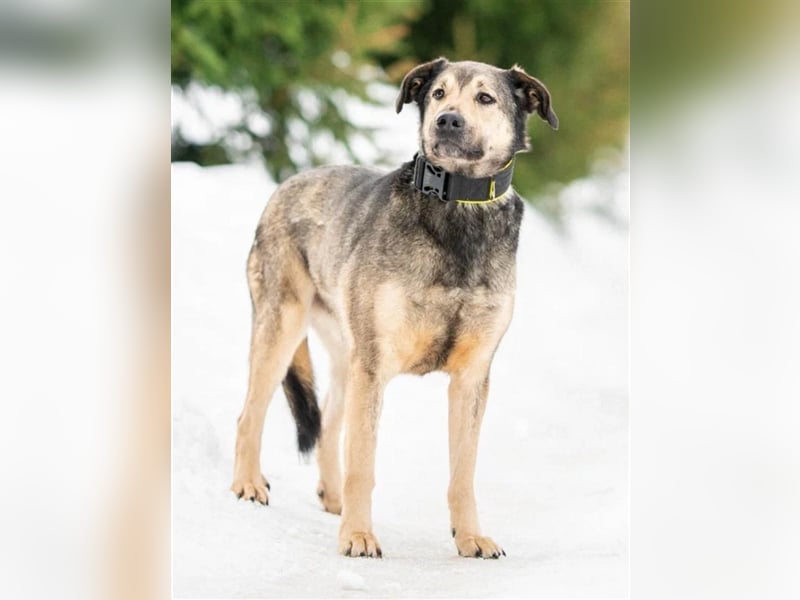 Wunderschöner Hundemann Ricky❤️sehnt sich nach seinen Menschen
