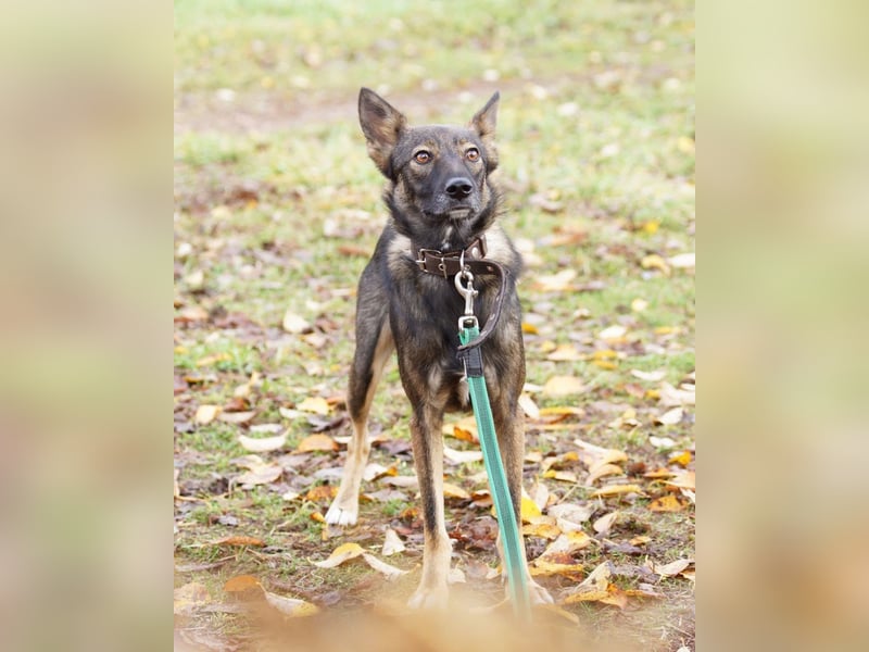 Zarter Junghund Onyx❤️sucht Pflege- oder Endstelle☘️