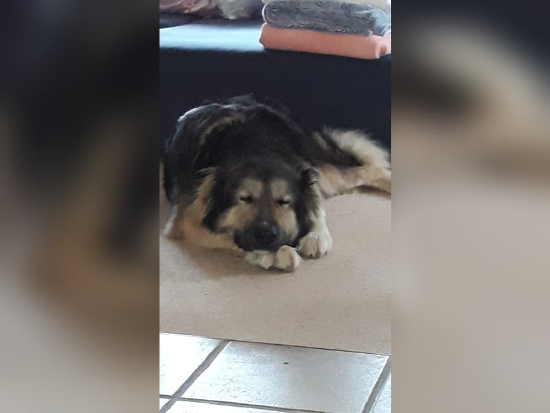 Balu❤️befindet sich derzeit auf einer Pflegestelle in 26817 Rhauderfehn