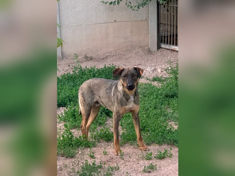 Buddy❤️ - sanfter Kerl mit dem großen Herz sucht seine Menschen