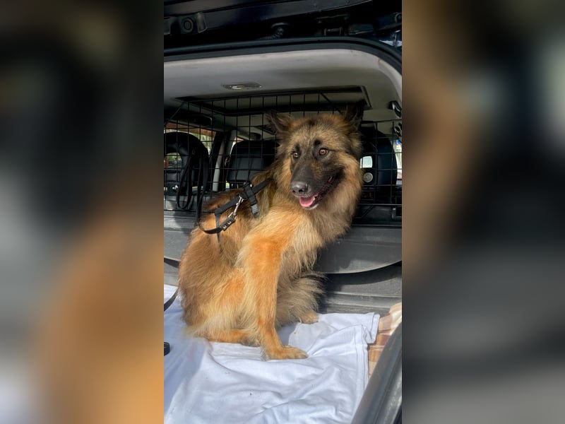 Sensibler Tierschutzhund Hans ❤️ sucht eine Pflege- oder Endstelle