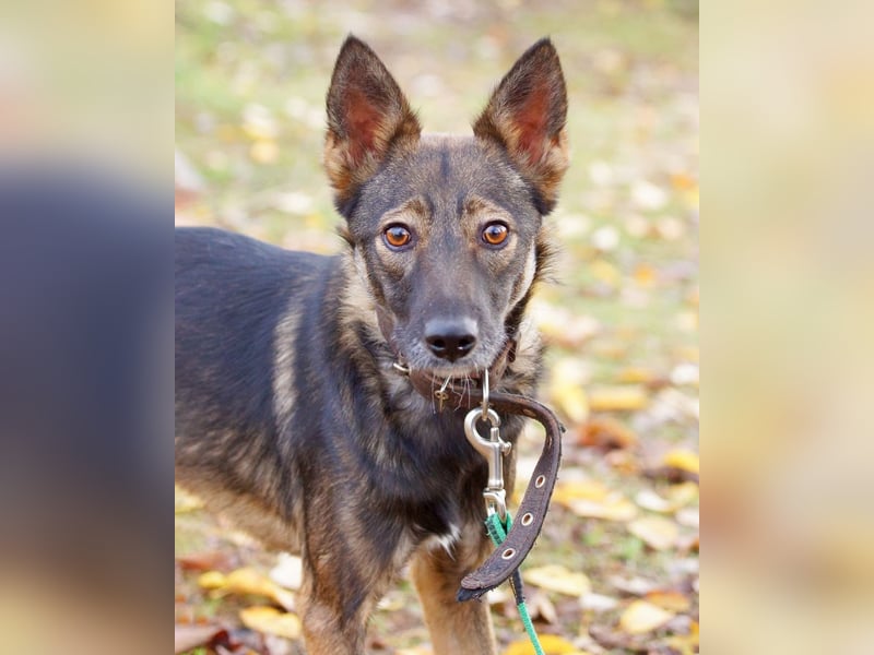 Zarter Junghund Onyx❤️sucht Pflege- oder Endstelle☘️