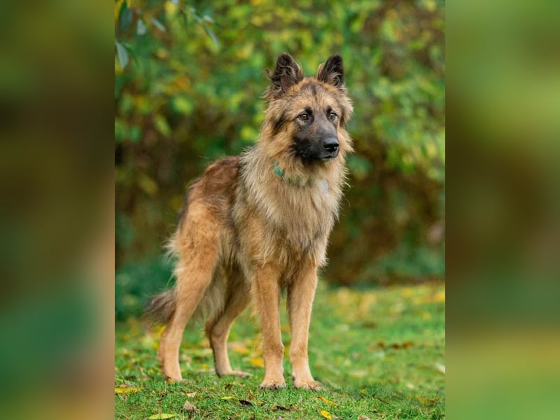 Sensibler Tierschutzhund Hans ❤️ sucht eine Pflege- oder Endstelle
