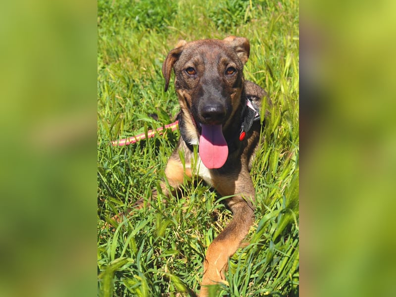 Buddy❤️ - sanfter Kerl mit dem großen Herz sucht seine Menschen
