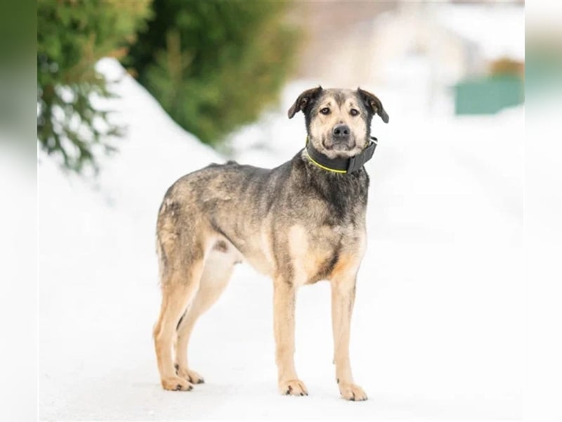 Wunderschöner Hundemann Ricky❤️sehnt sich nach seinen Menschen