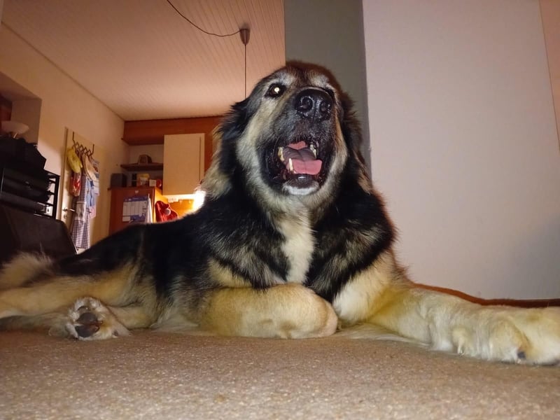Balu❤️befindet sich derzeit auf einer Pflegestelle in 26817 Rhauderfehn