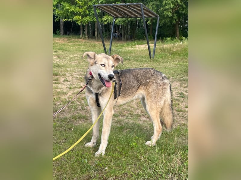Marcel❤️von den Straßen Russlands ins eigene Körbchen?