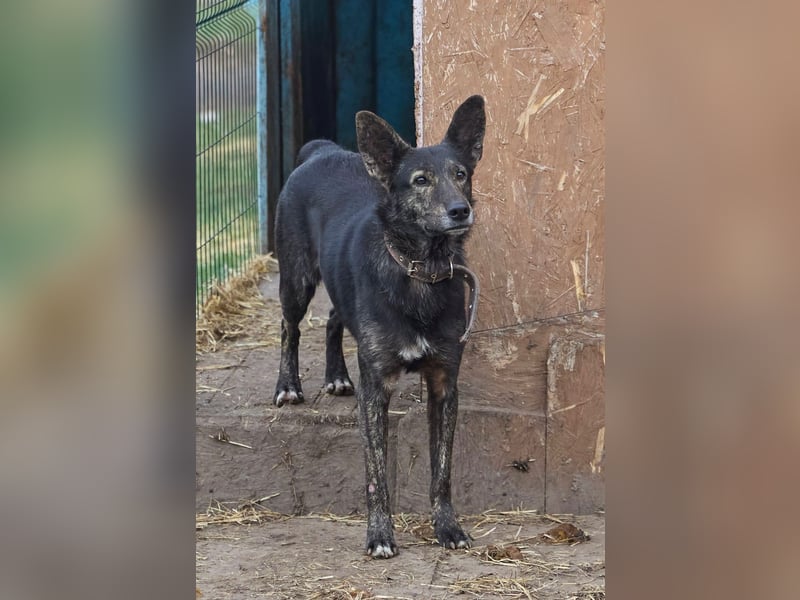 Wunderschöner Anubis❤️sucht Pflege- oder Endstelle