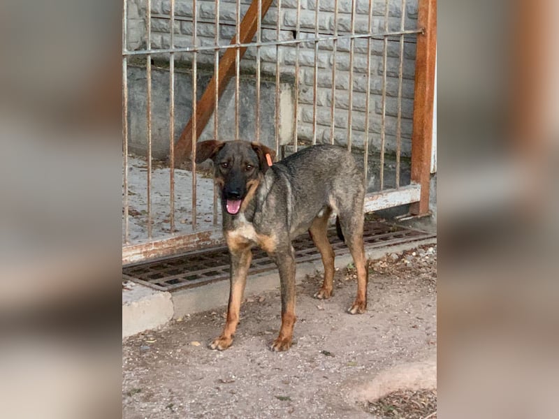 Buddy❤️ - sanfter Kerl mit dem großen Herz sucht seine Menschen