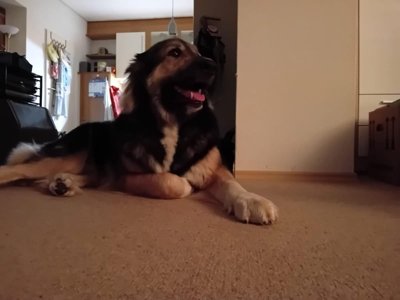 Balu❤️befindet sich derzeit auf einer Pflegestelle in 26817 Rhauderfehn