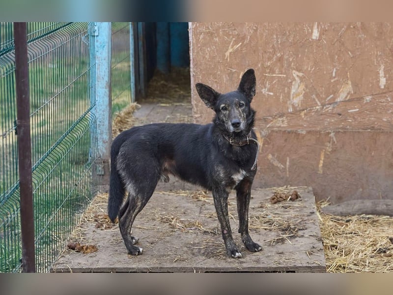 Wunderschöner Anubis❤️sucht Pflege- oder Endstelle