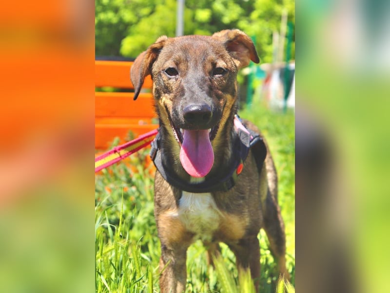 Buddy❤️ - sanfter Kerl mit dem großen Herz sucht seine Menschen