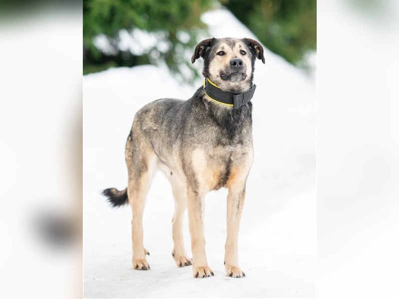 Wunderschöner Hundemann Ricky❤️sehnt sich nach seinen Menschen