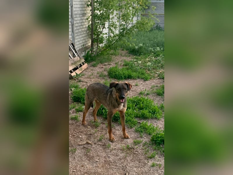 Buddy❤️ - sanfter Kerl mit dem großen Herz sucht seine Menschen