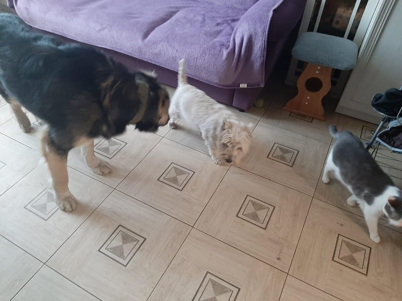 Balu❤️befindet sich derzeit auf einer Pflegestelle in 26817 Rhauderfehn