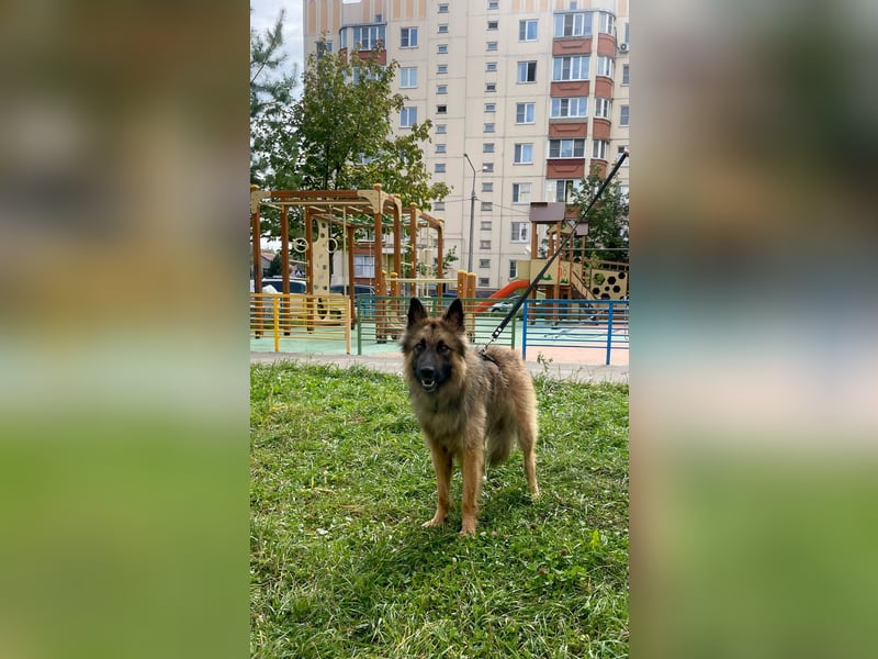 Sensibler Tierschutzhund Hans ❤️ sucht eine Pflege- oder Endstelle