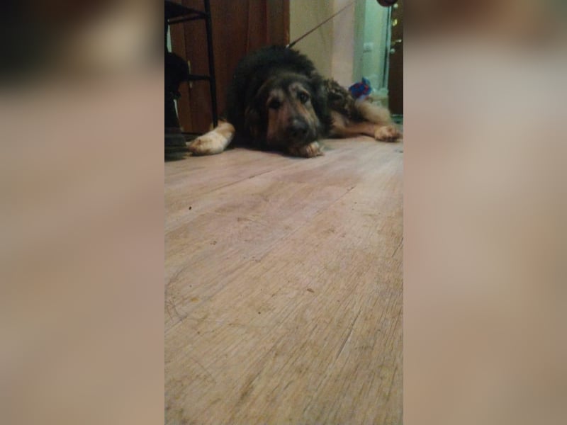 Balu❤️befindet sich derzeit auf einer Pflegestelle in 26817 Rhauderfehn