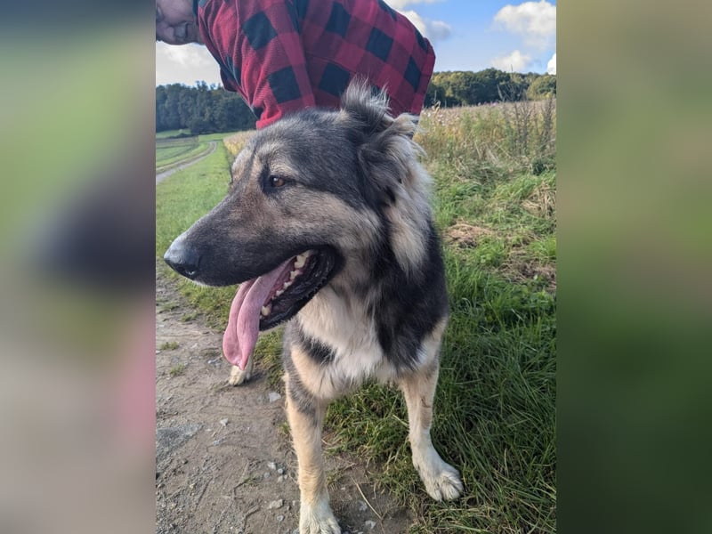 Balu❤️befindet sich derzeit auf einer Pflegestelle in 26817 Rhauderfehn