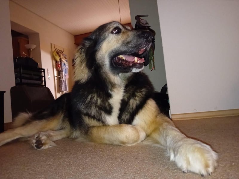 Balu❤️befindet sich derzeit auf einer Pflegestelle in 26817 Rhauderfehn